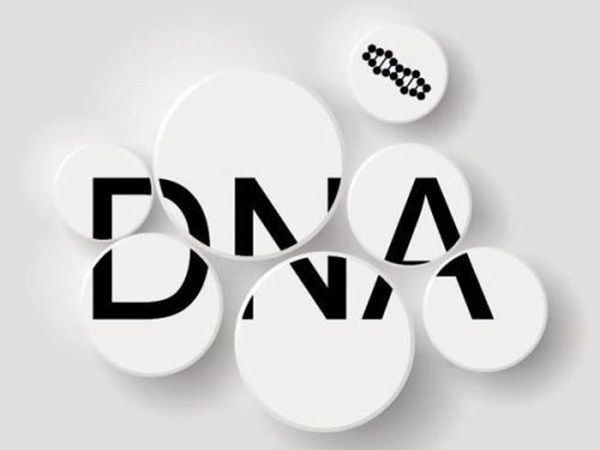 DNA的组成以及关系